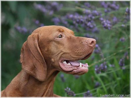 Image of Bonami z Pelestrovských lesu