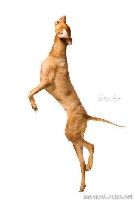 Image of Bonami z Pelestrovských lesu