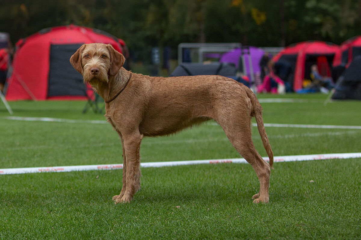 Image of Brise von der Westernheide