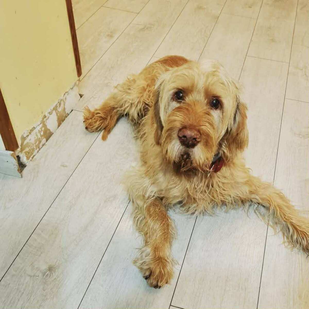 Image of Cyd du Domaine Saint Hubert