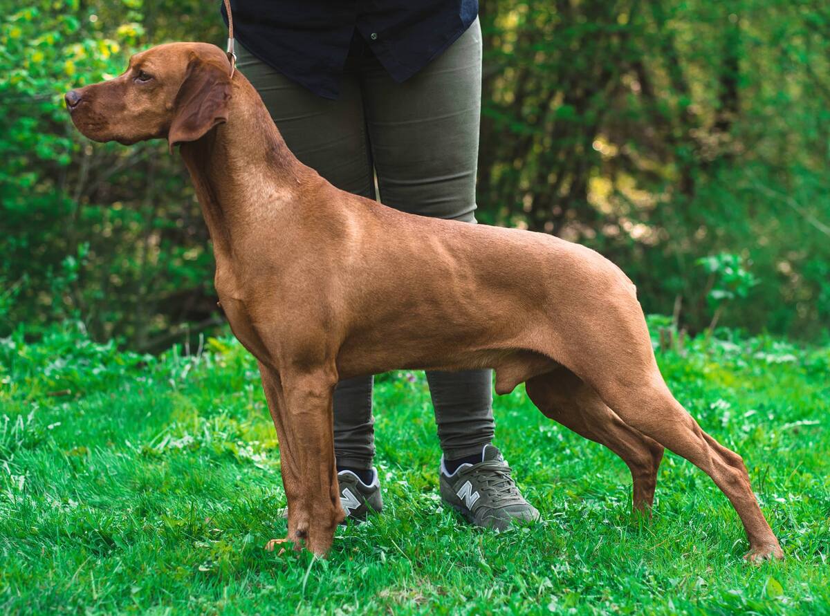 Image of Chwost Ruda Szata