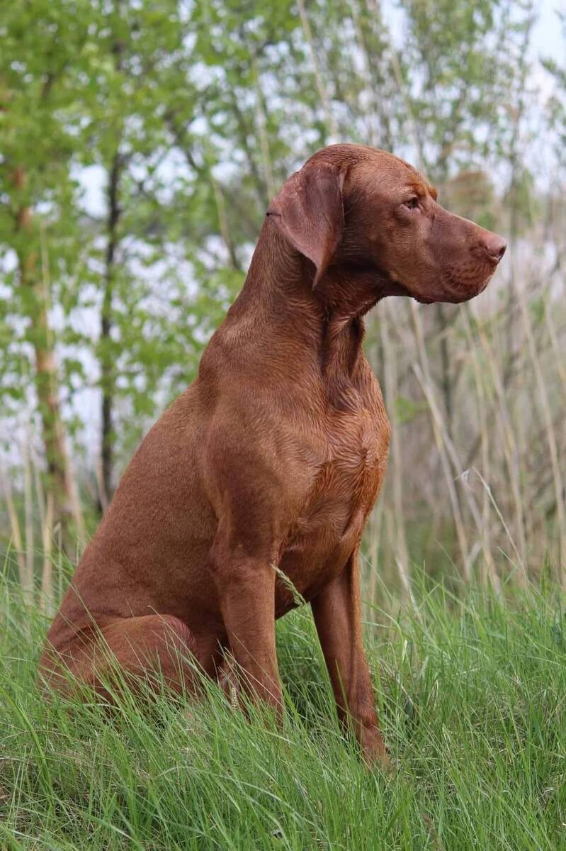 Image of Fajtiszta Frodo