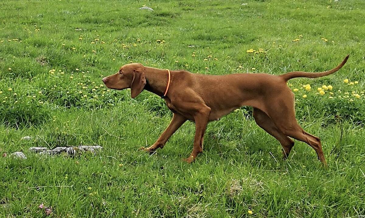 Image of Grappa Damashca Aponivi