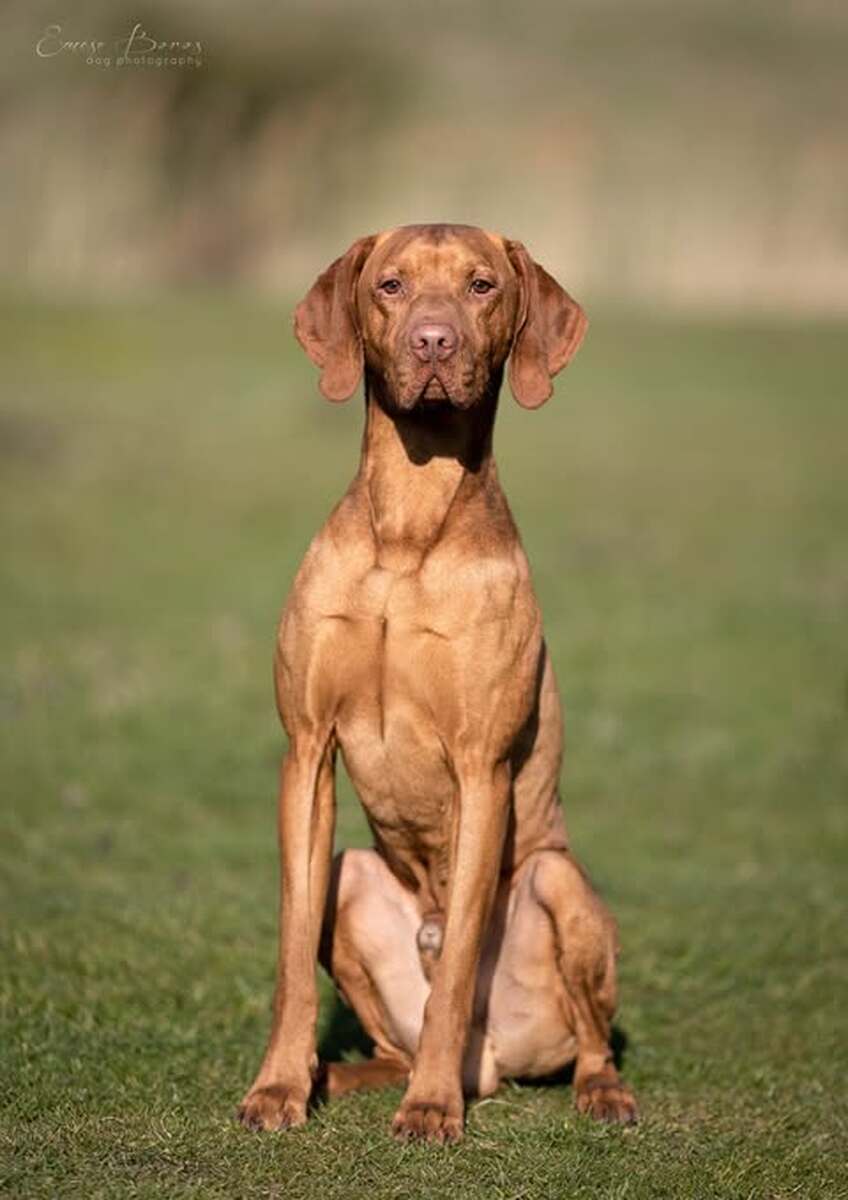 Image of Parlagi-vadász Íjász