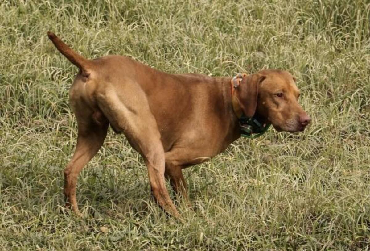 Image of Forest King Little Red Rooster