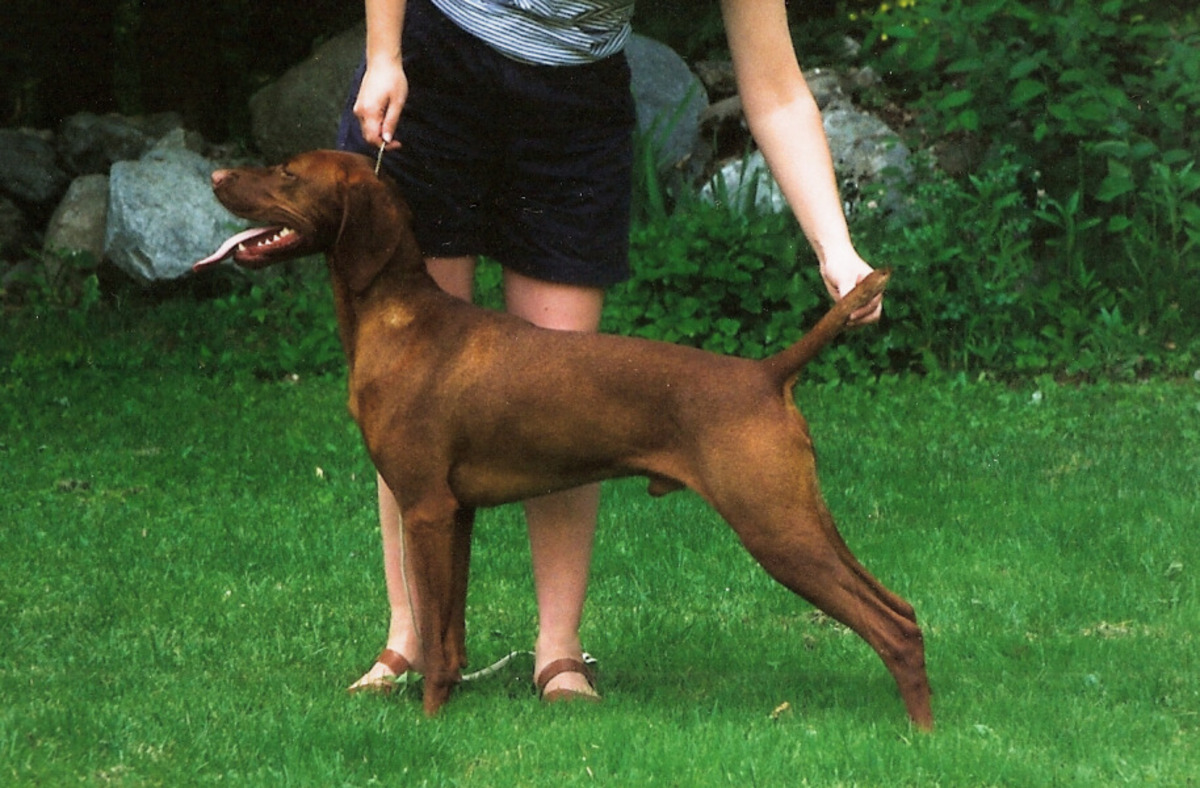 Image of Szikra Tukor Meowt