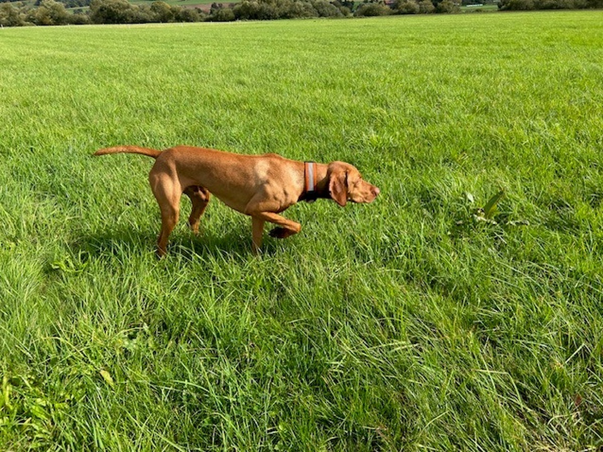 Image of Hannes zu Barbrake