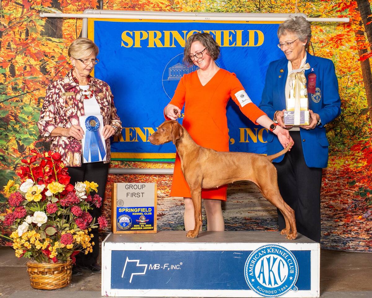 Image of Forest King But Wait There's More