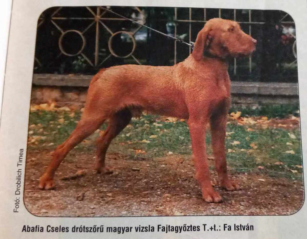 Image of Abafia Cseles