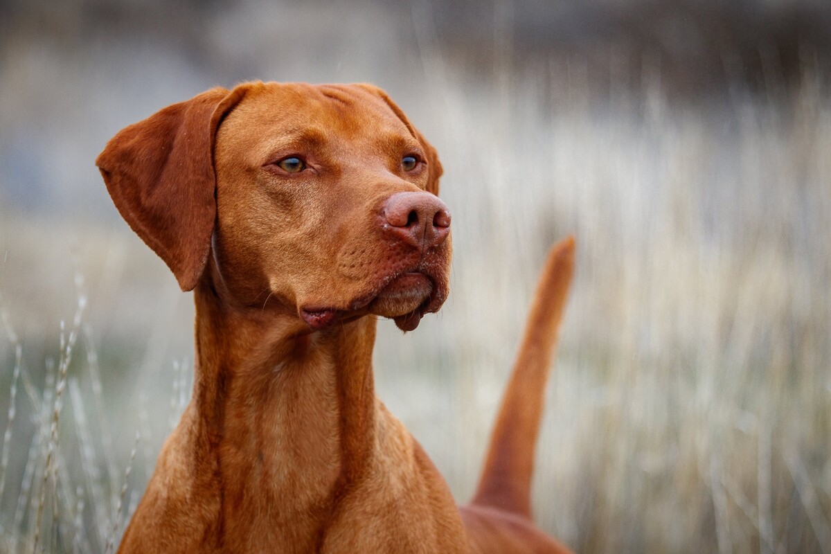 Image of Wall Canyon's Alpine Blacksmith / Wall Canyon Alpine's Blacksmith