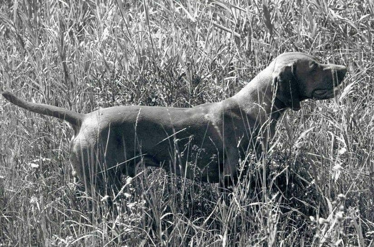 Image of Zagyvaparti Frici Fickó