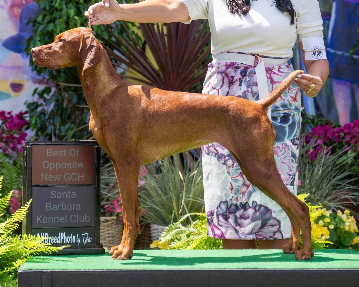 Image of Moonlight Caught Looking