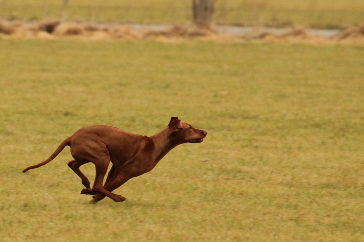 Image of Eleven-Vidám's Juli