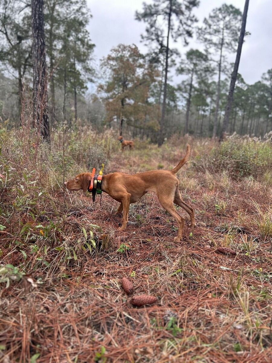 Image of Shikari Capercaillie In The Brambles