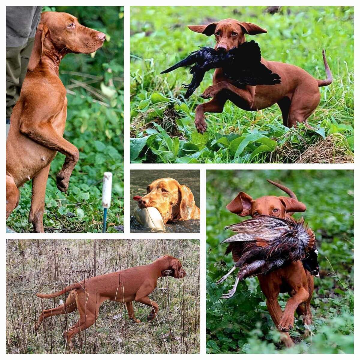 Image of Indyofrodo Arany Napsugár