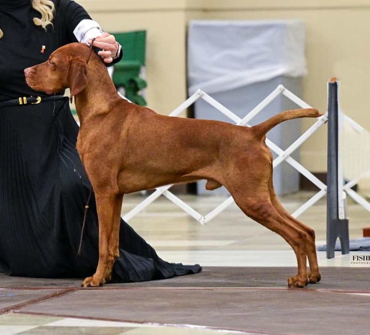 Image of Ferngolds Empire of the Northern Dance