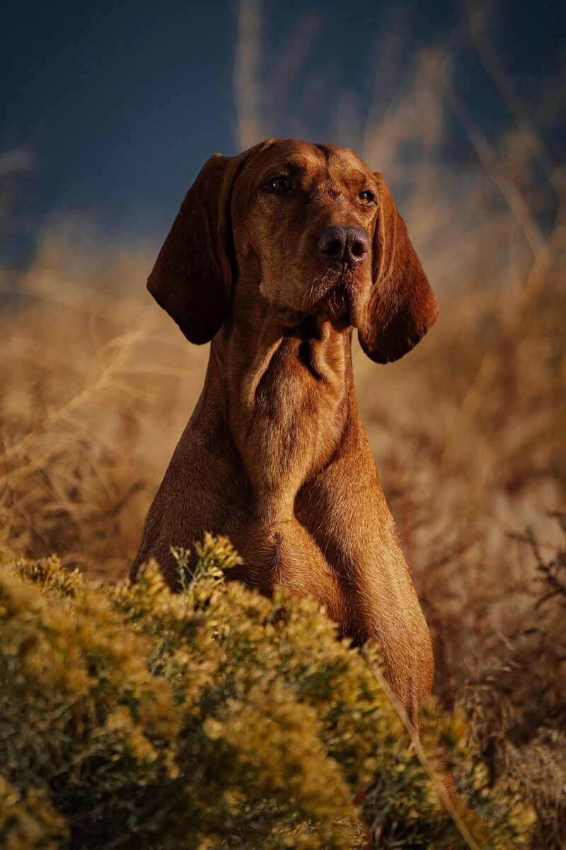 Image of Pannonia Avar