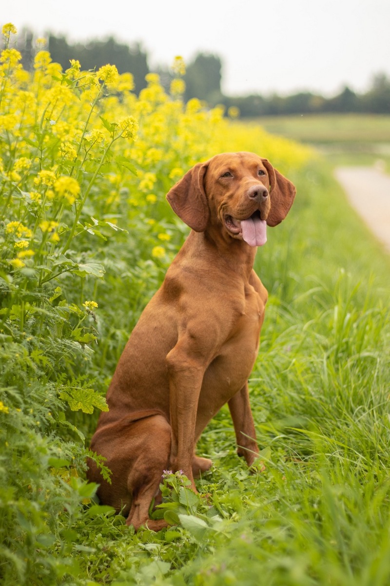 Image of Artelux Sammie