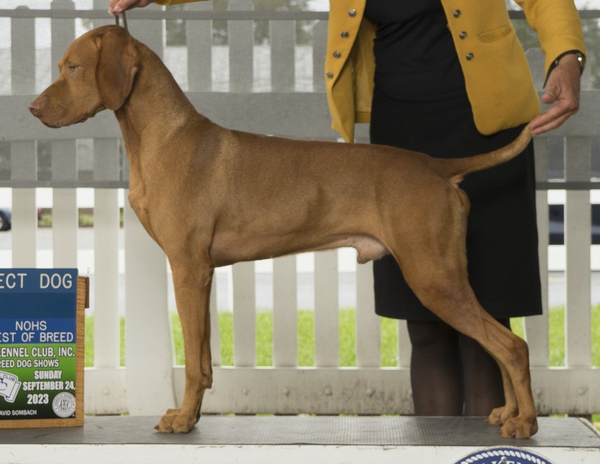 Image of Sansouci Dobrocat Csako