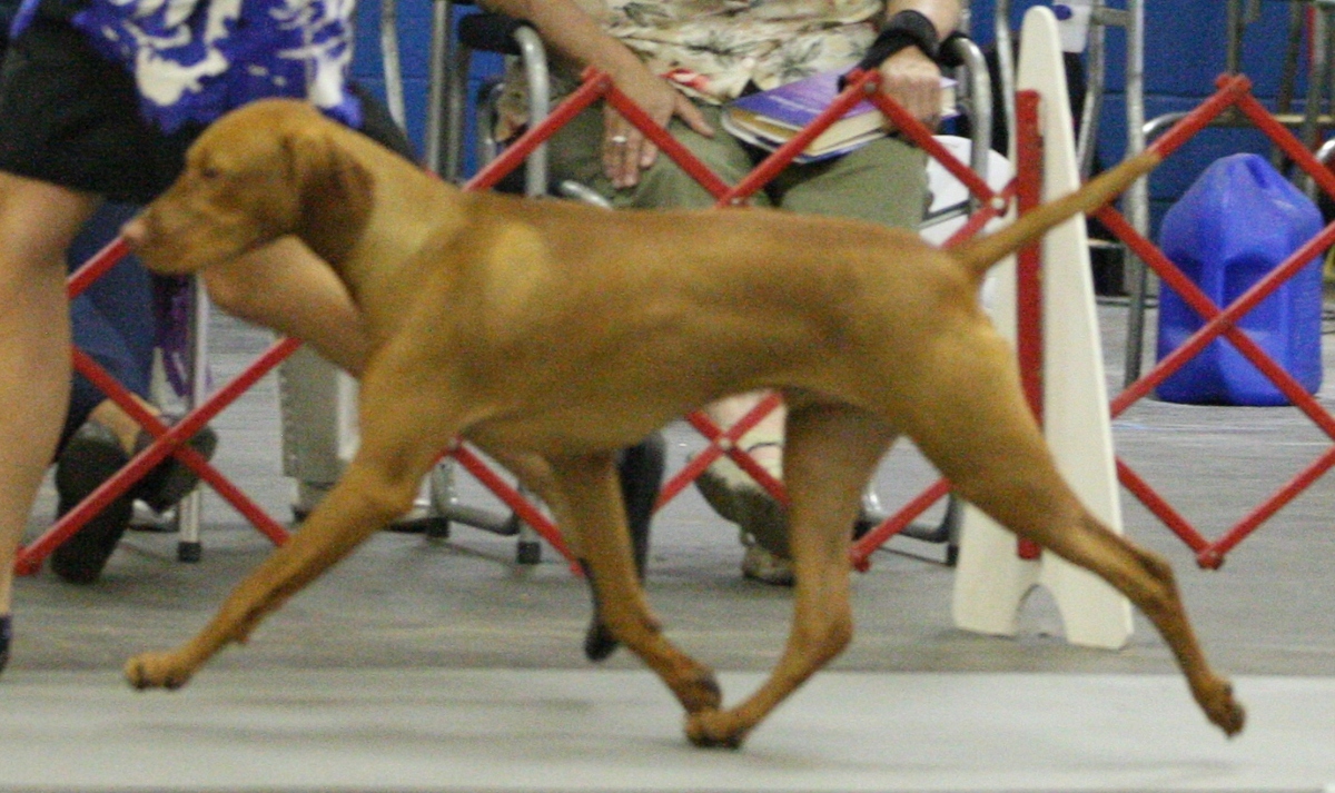 Image of Solaris Tuzes Paprika