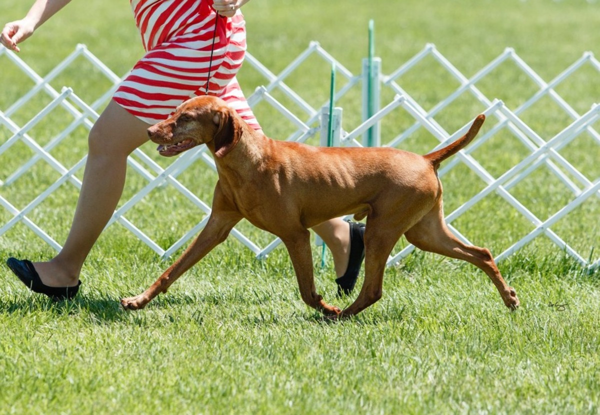 Image of Szikra's Comfort Food