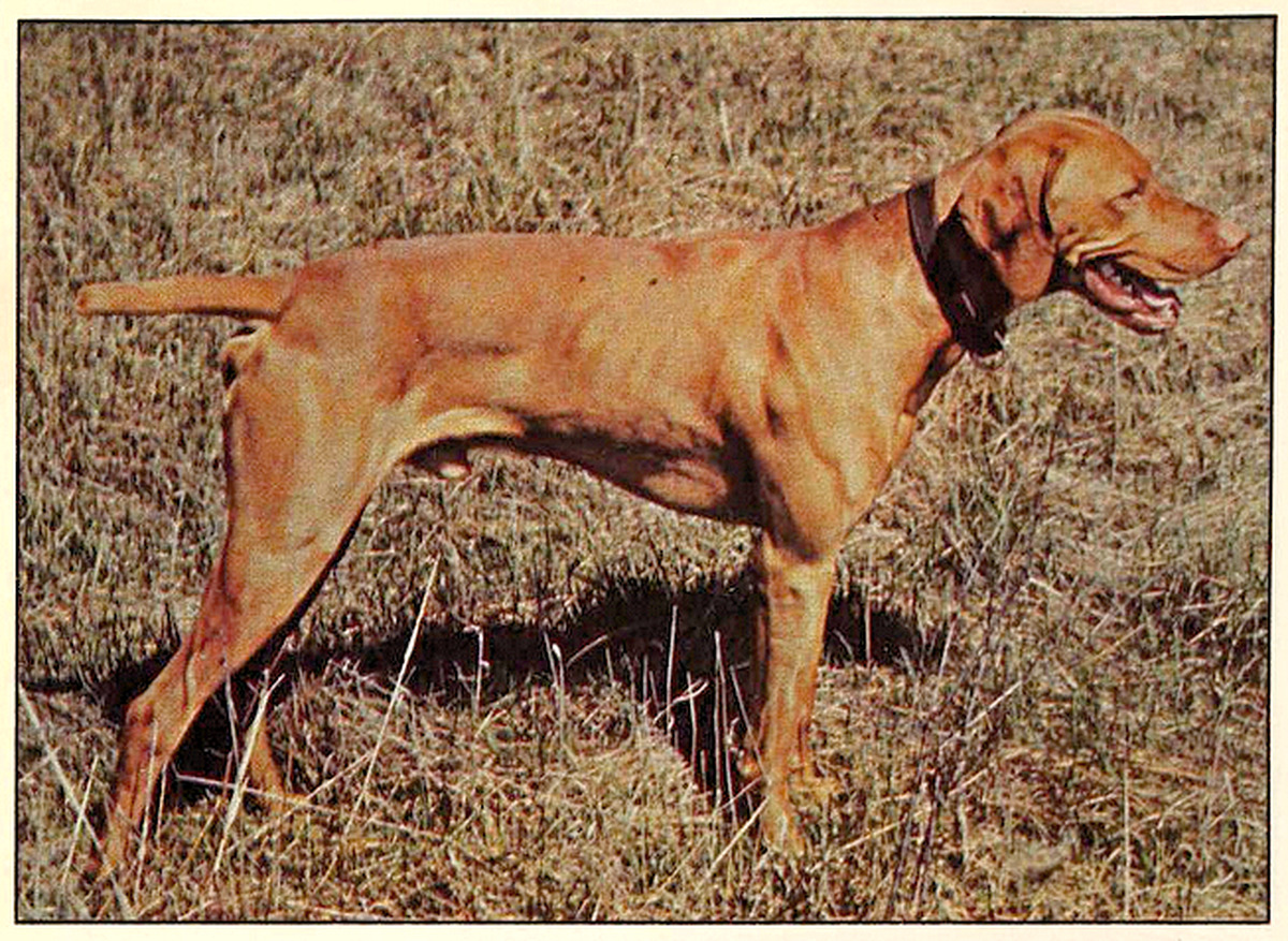 Image of Janoras Pawlane Suntan