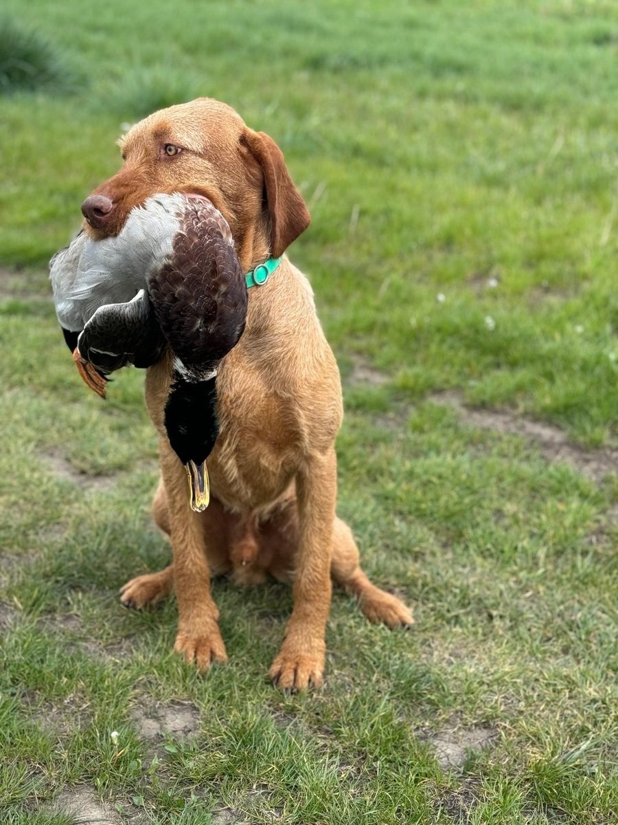 Image of Zöldmáli-Hunter Neo