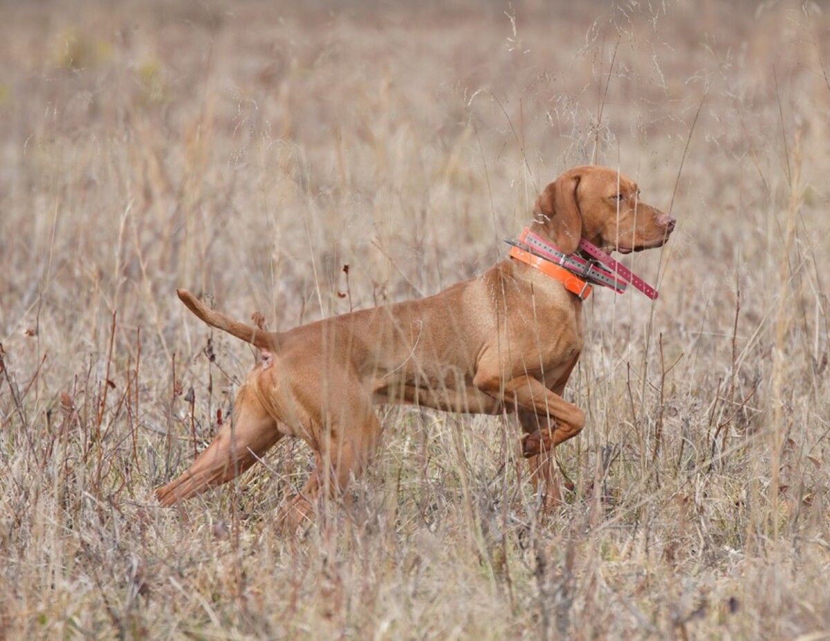 Image of Sansouci Dobrocat Csako