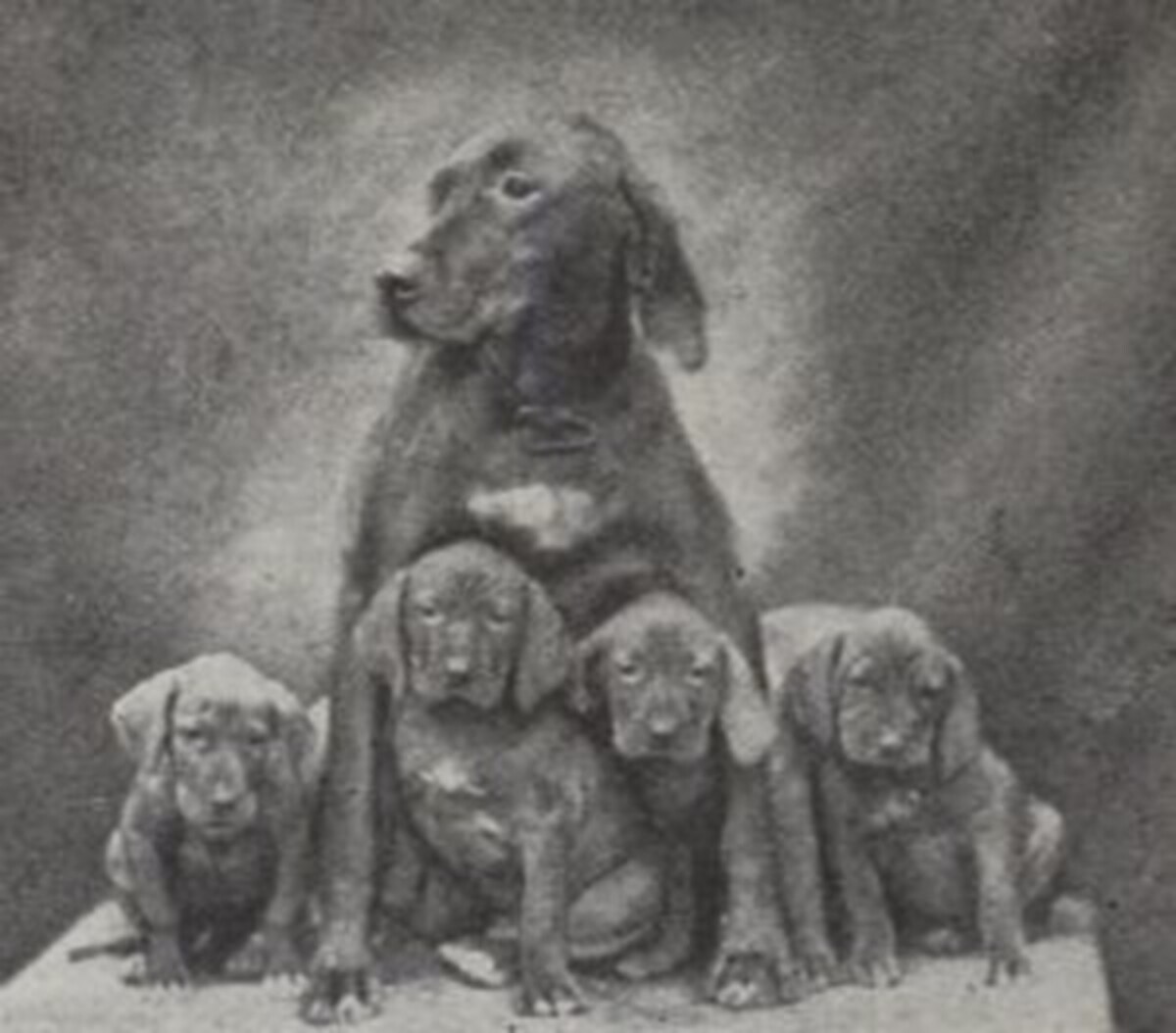 Image of Marcsa / Marcsa I