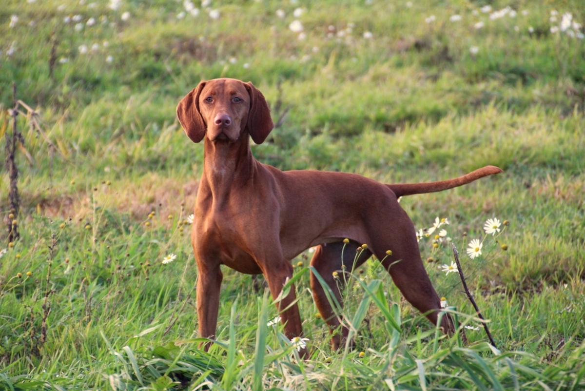 Image of Eleven-Vidám's Juli