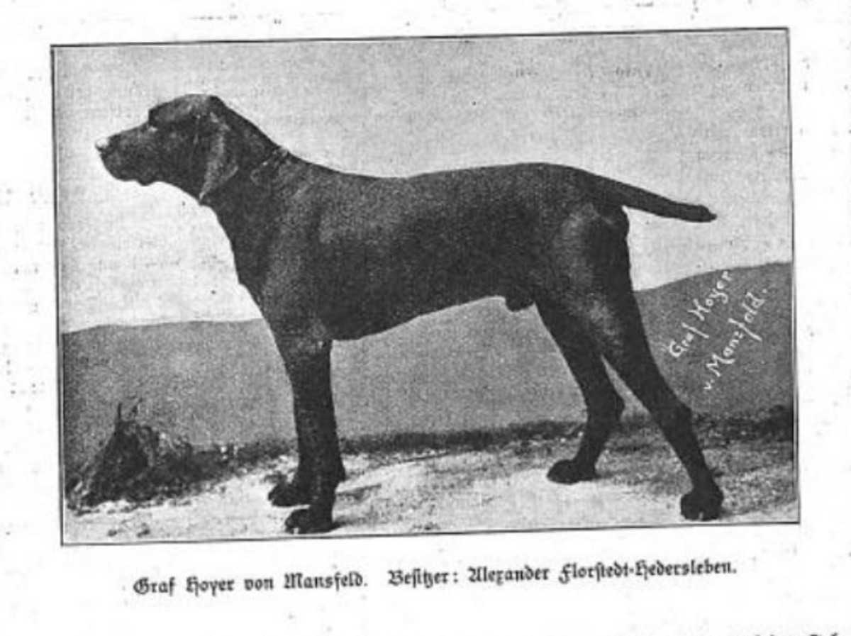 Image of Graf Hoyer vom Mansfeld (DK)