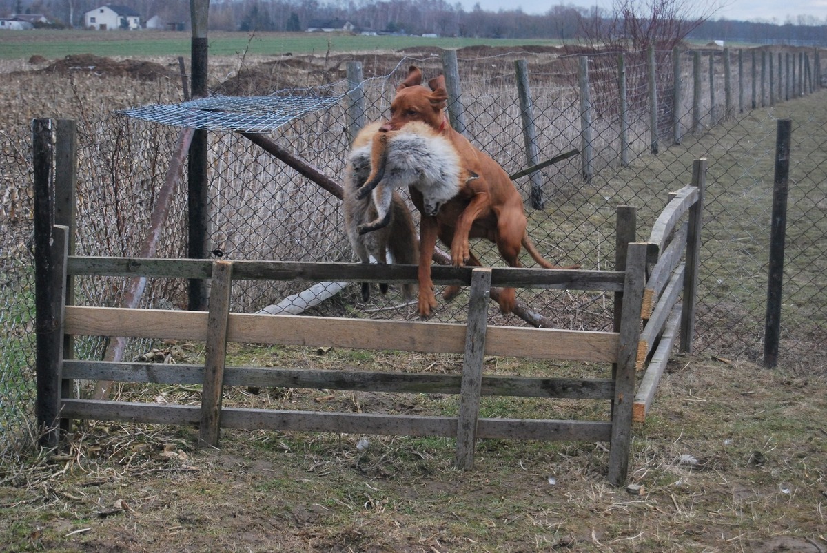 Image of Nord Pepperoni Team