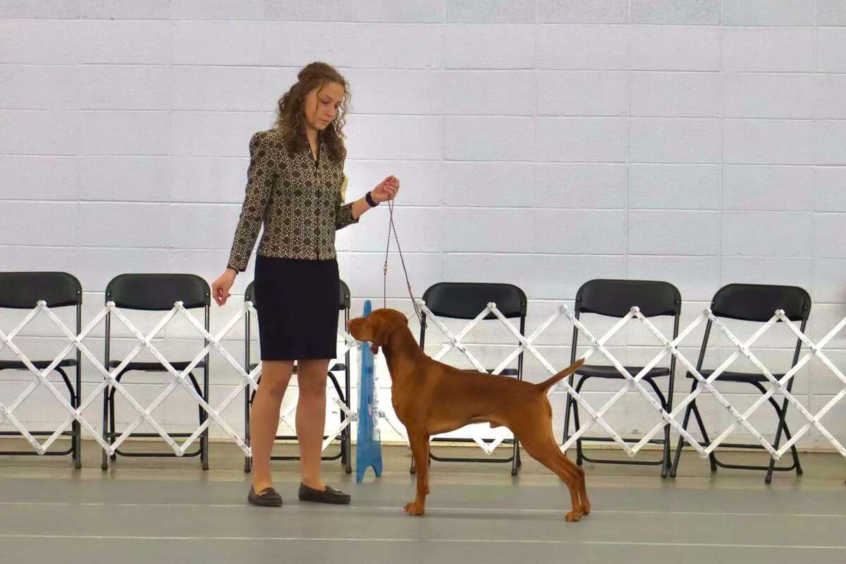 Image of Everlong's Revere