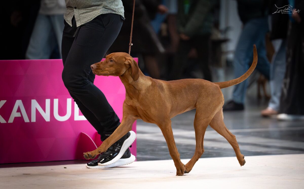 Image of Venari Venti Ciri