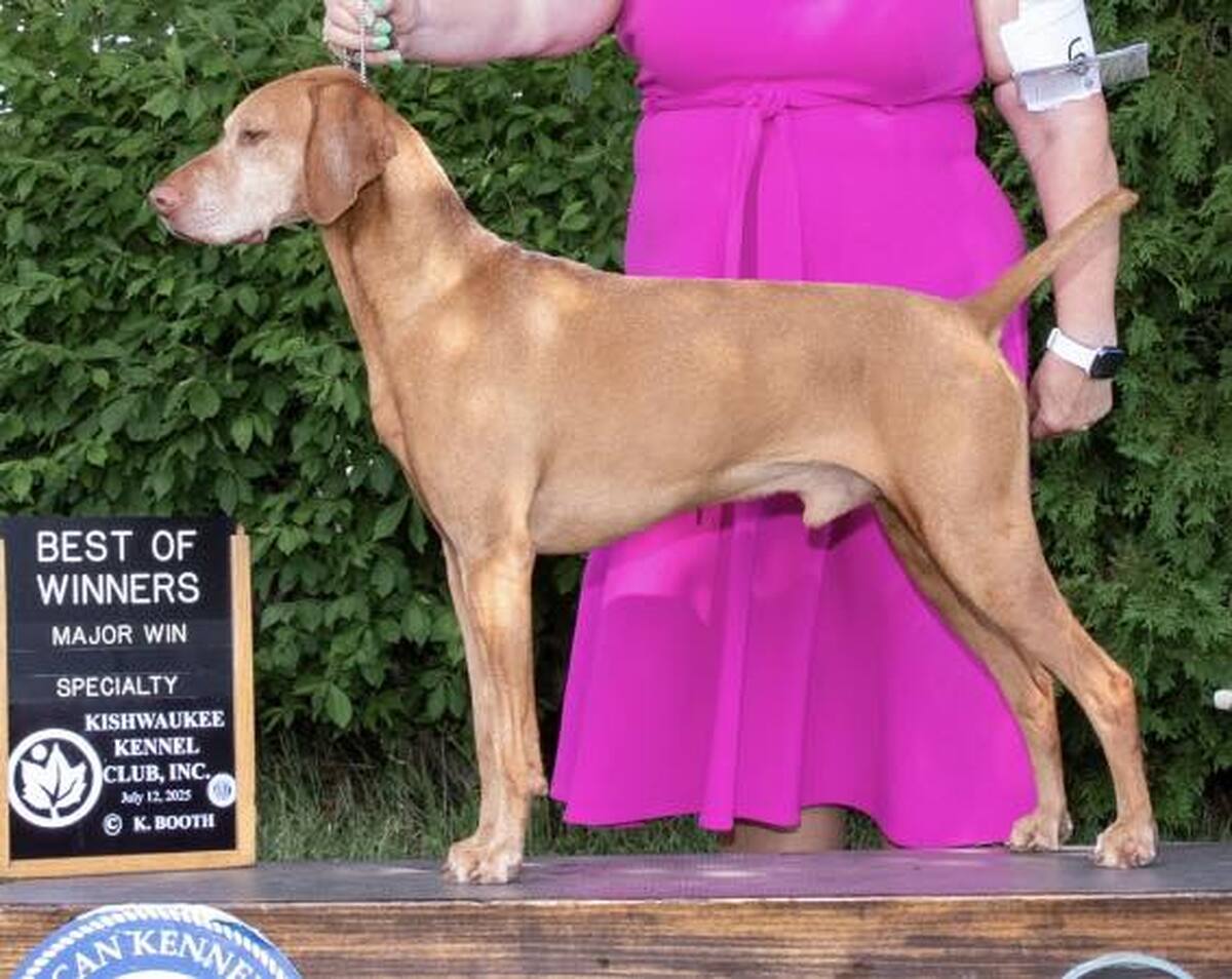 Image of Forest King Little Red Rooster