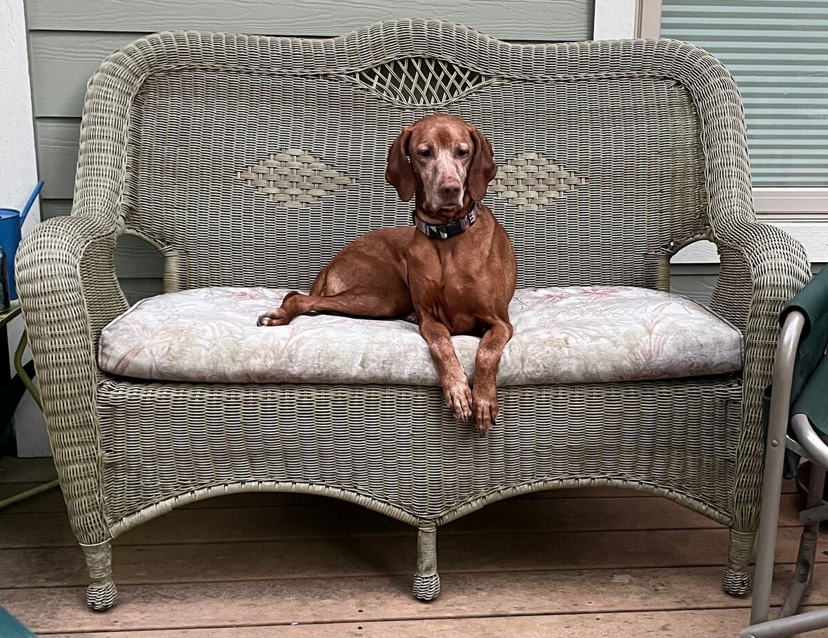 Image of Fantazsa's Classic Kerfuffle