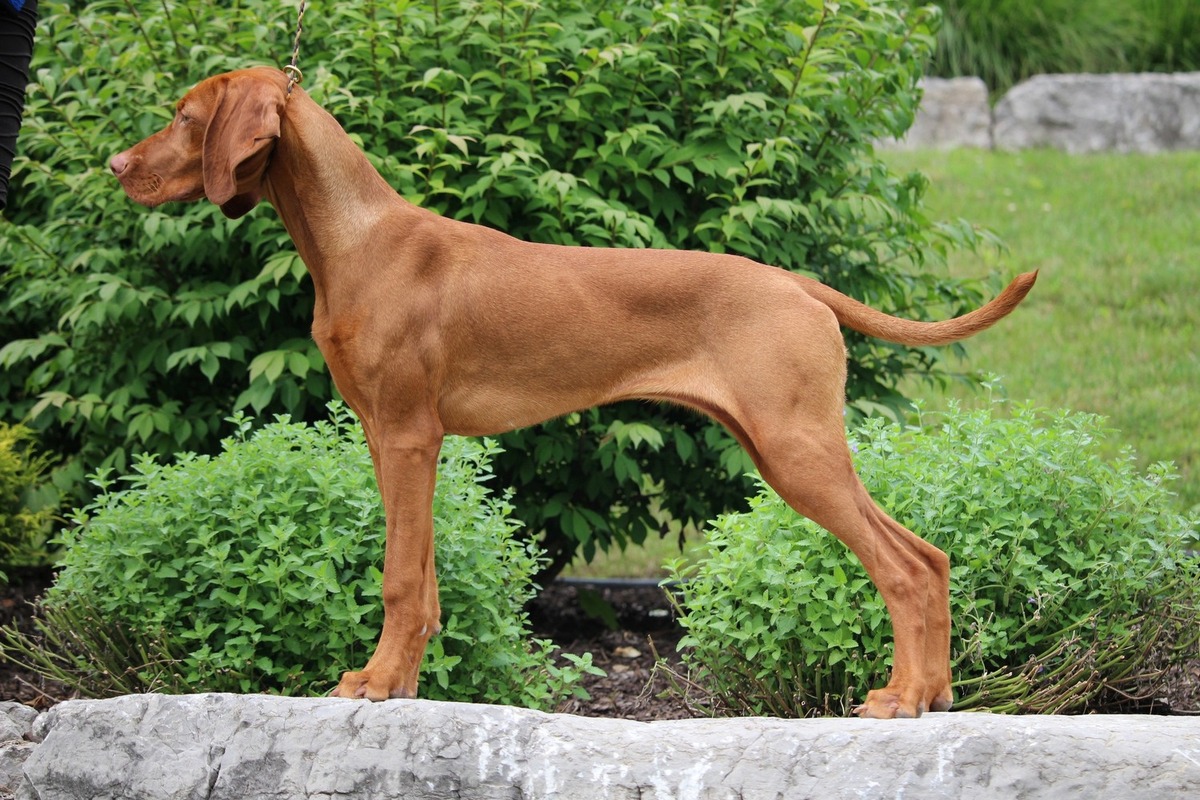 Image of Shikari The World Is My Stage