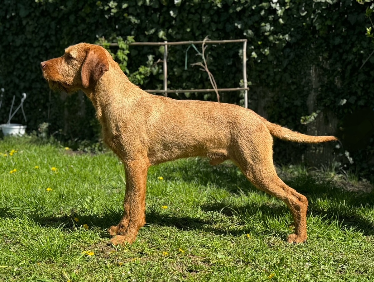 Image of Zöldmáli-Hunter Neo