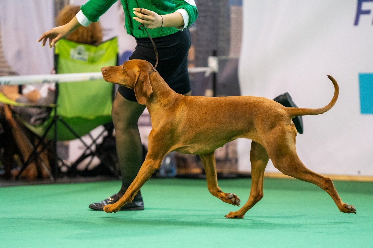 Image of Red Paprika Pepperoni Team