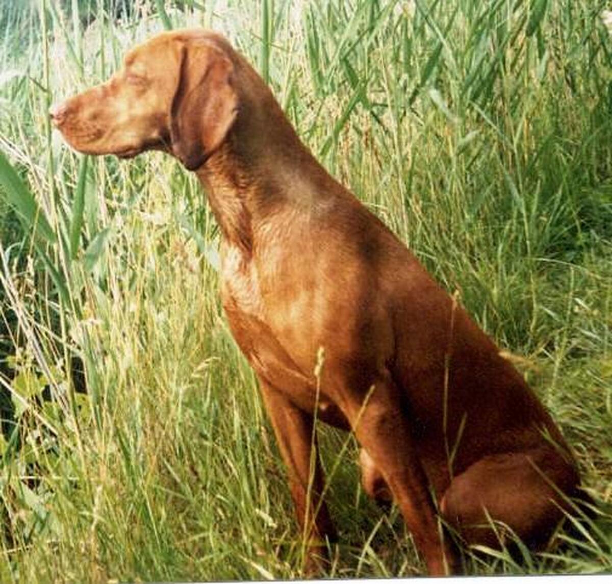 Image of Pitypang Gyöngéd Luca