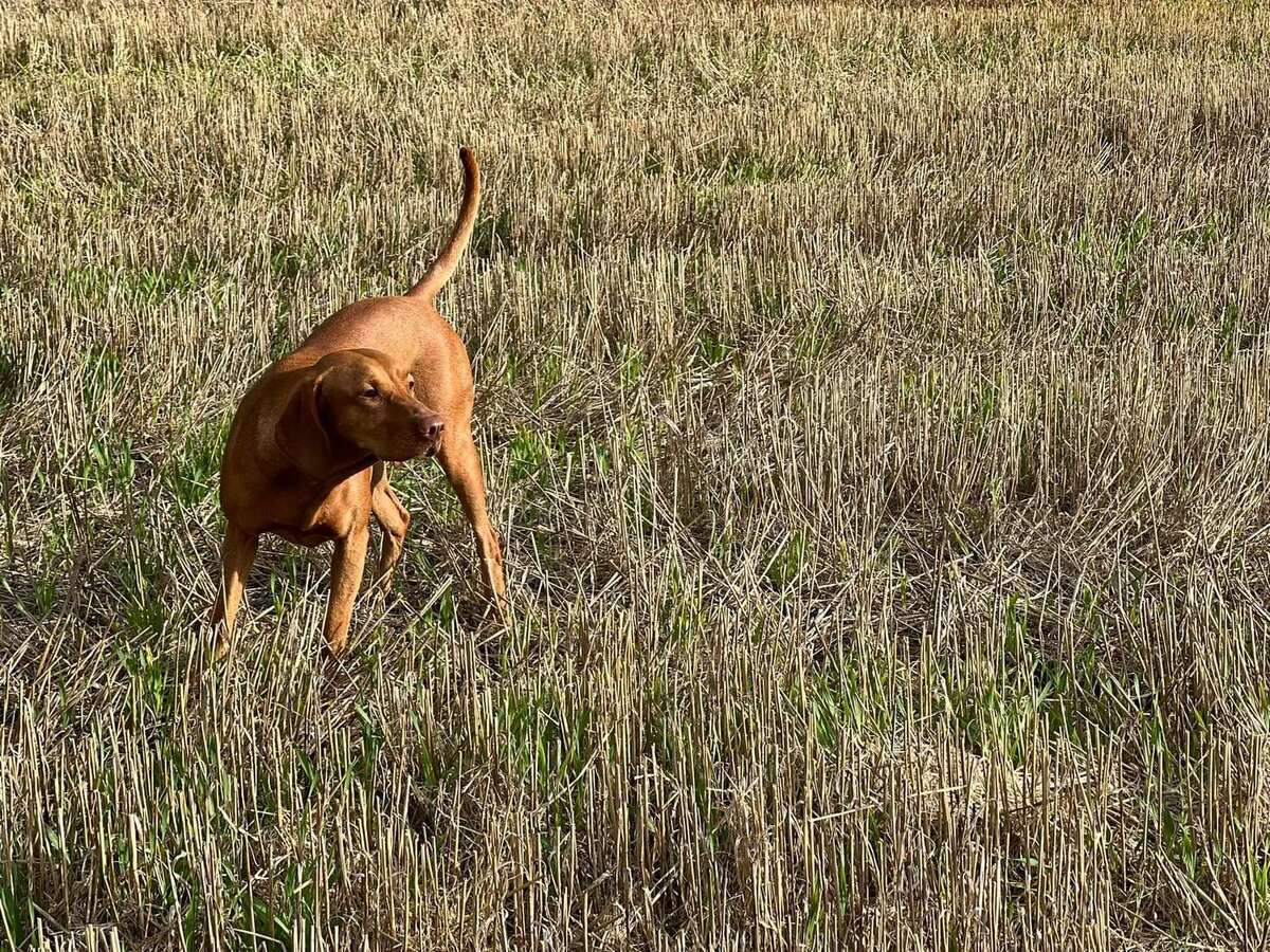 Image of Legenda Ruda Szata