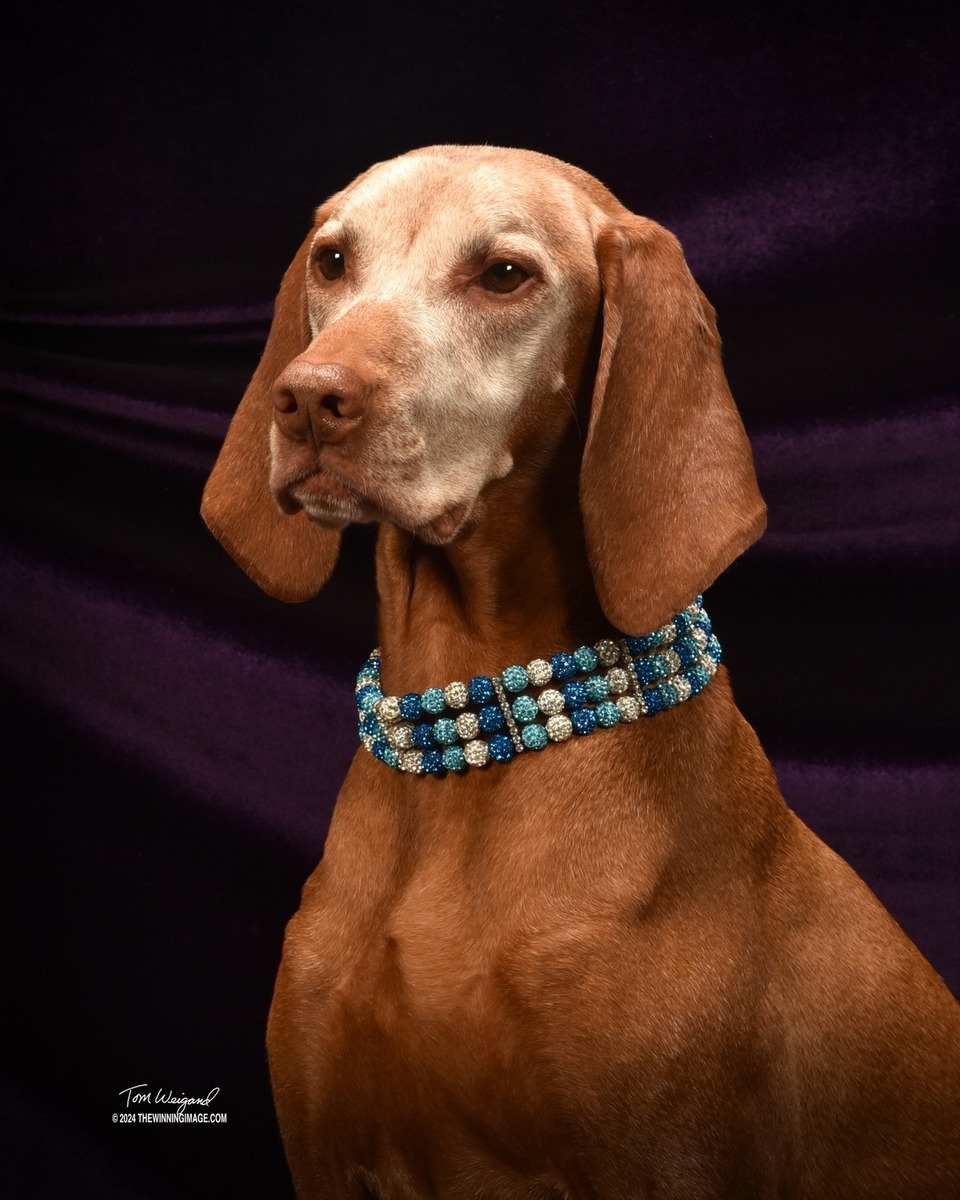 Image of Szizlin's Goin' For Gold