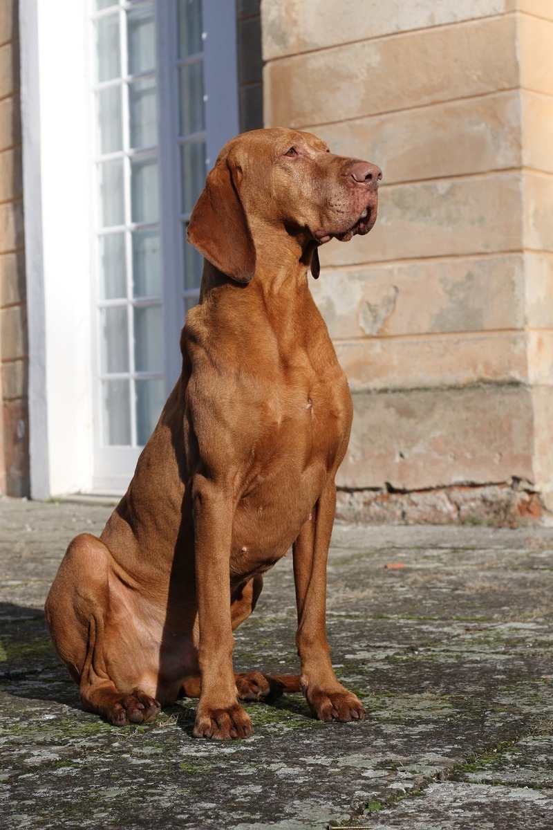 Image of Quatro Magyar-Tim