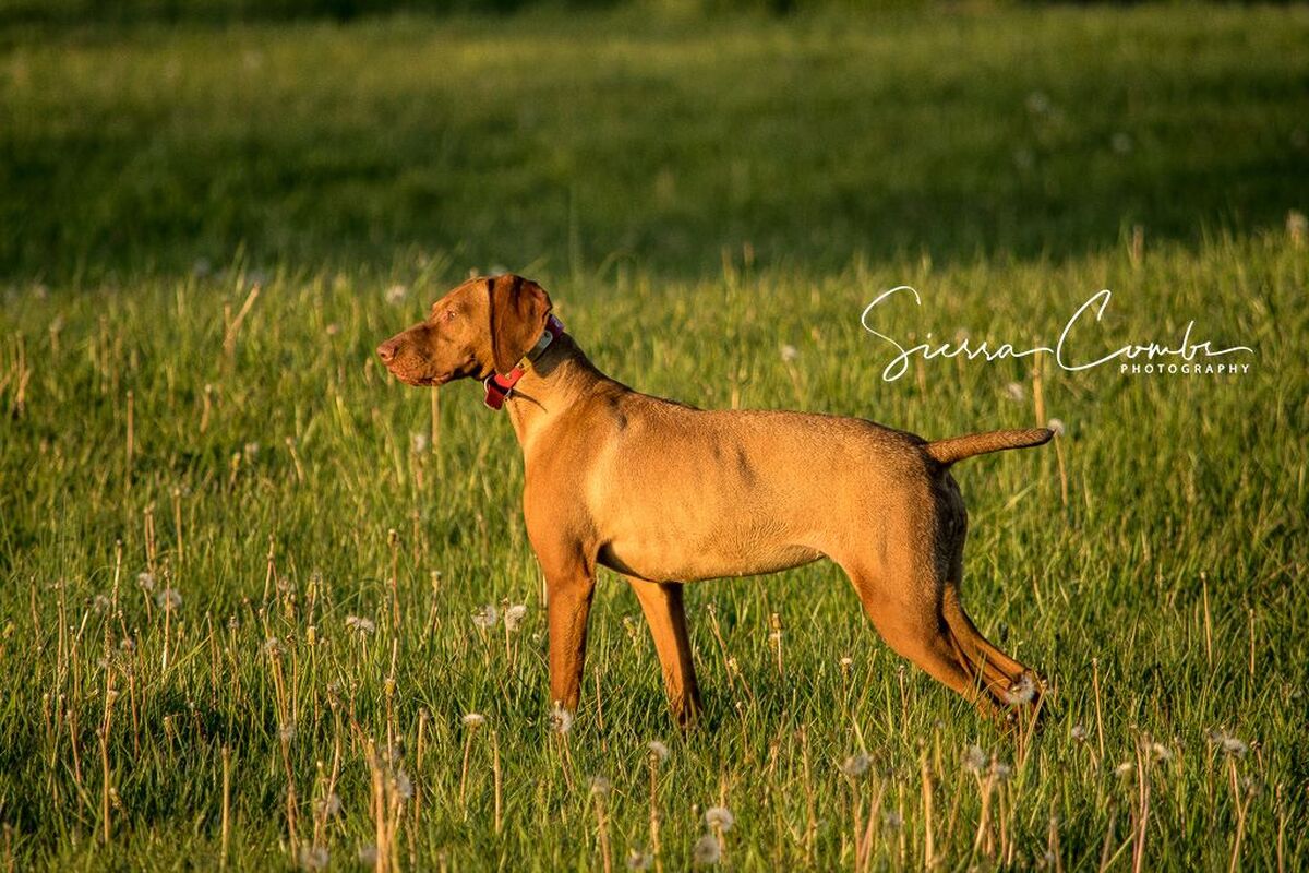 Image of Nosam's Rise Of The Covey