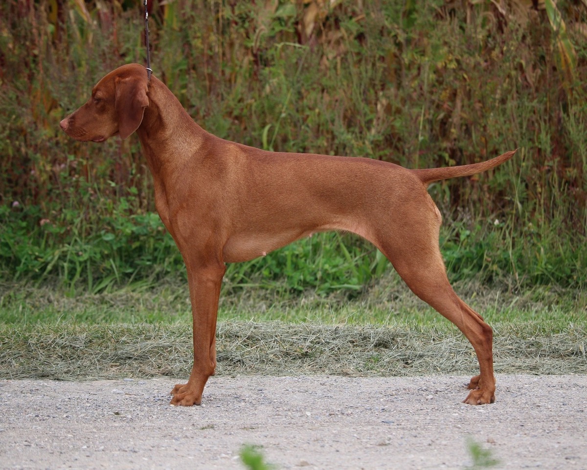 Image of Ourdream's I'd Wanna Be Me Too