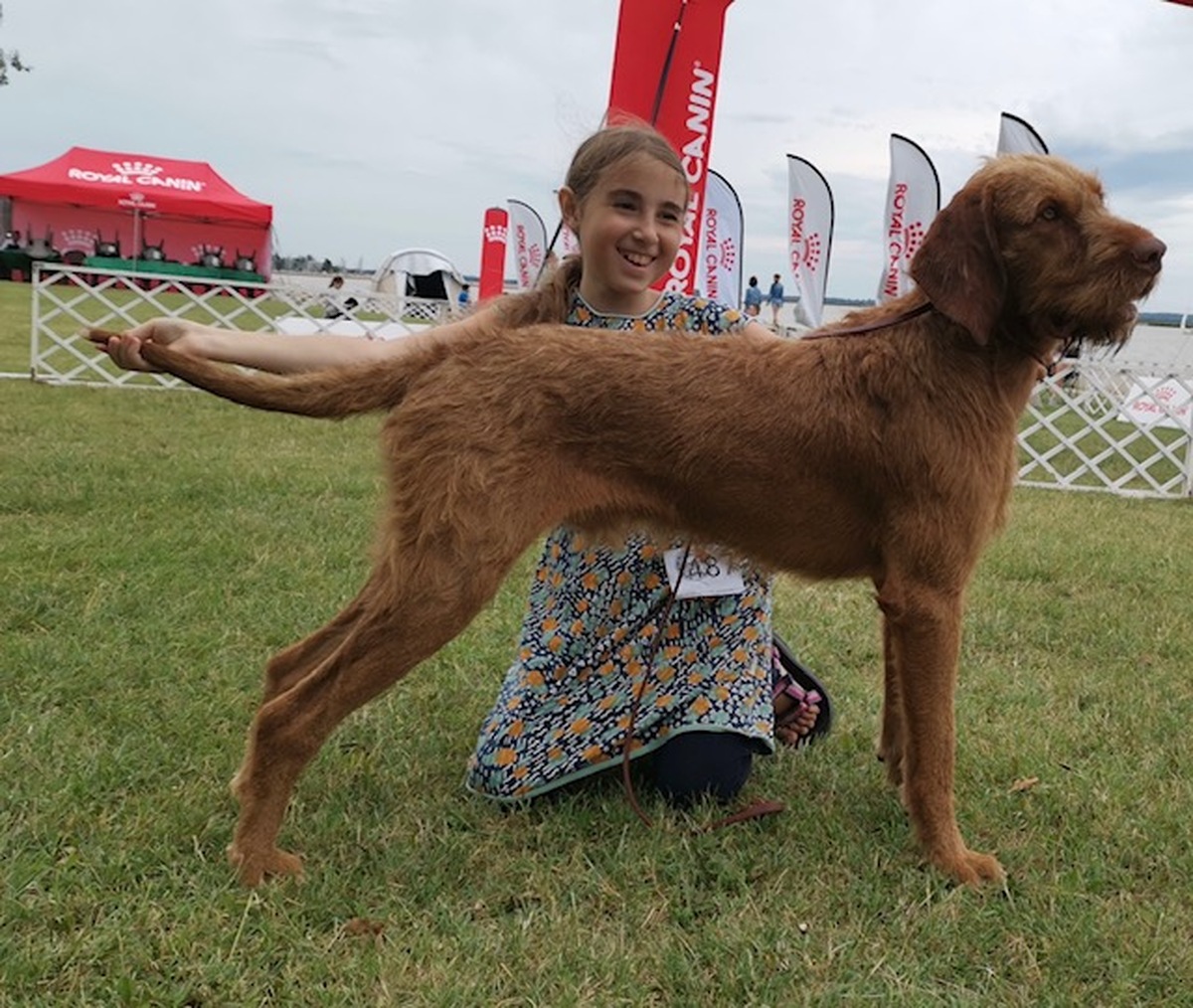 Image of Cert Budafa