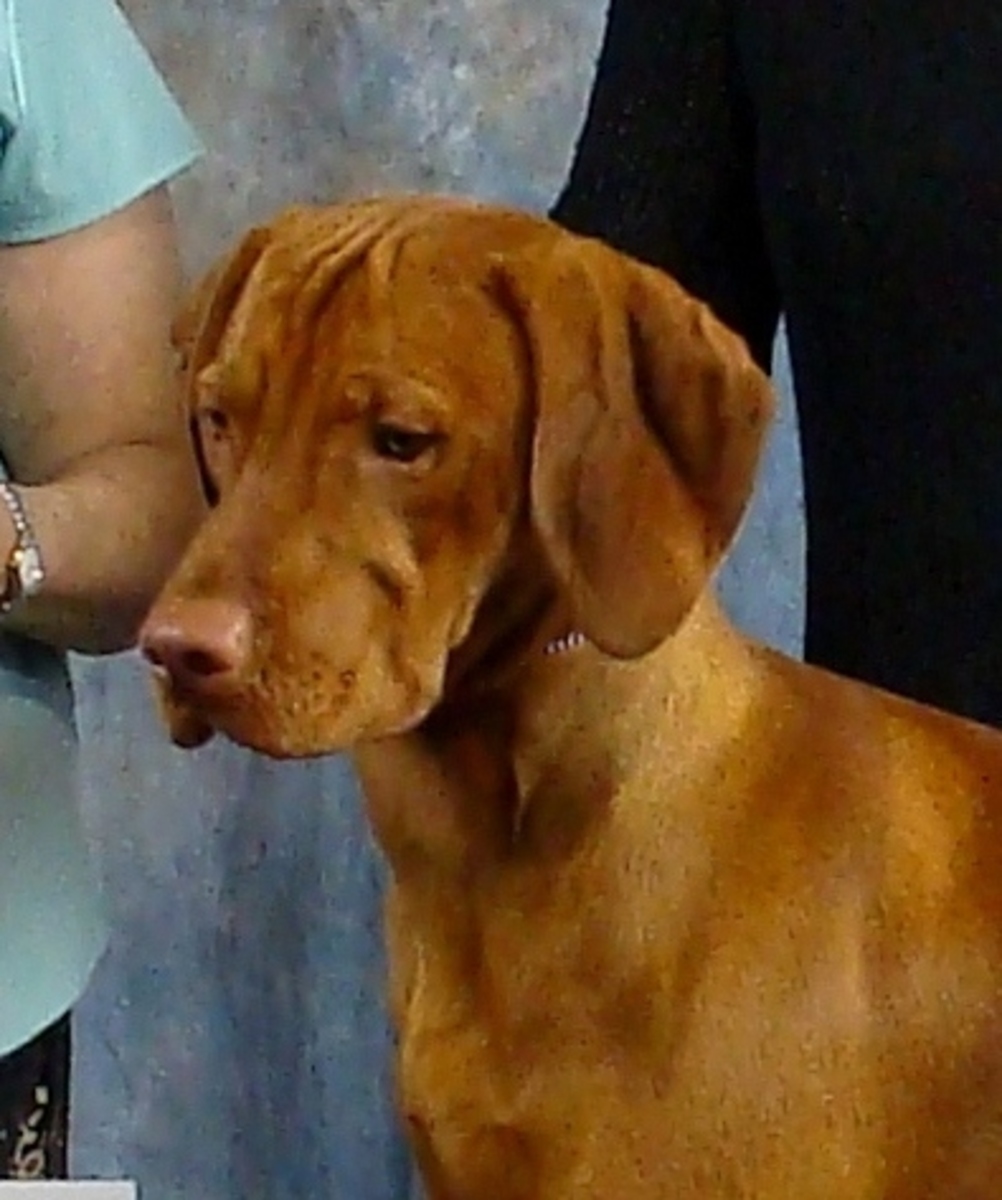 Image of Solaris Tuzes Paprika