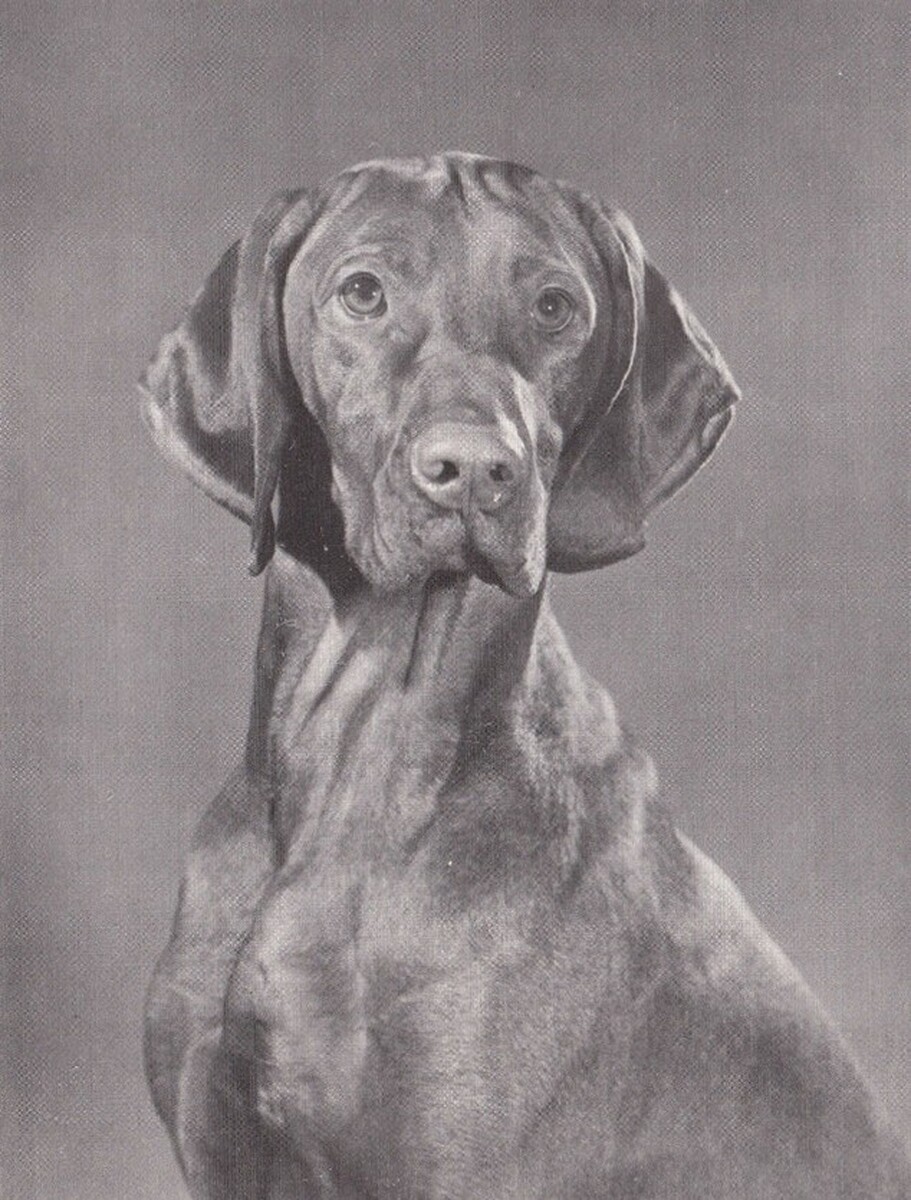 Image of Paradox Raketa Kep