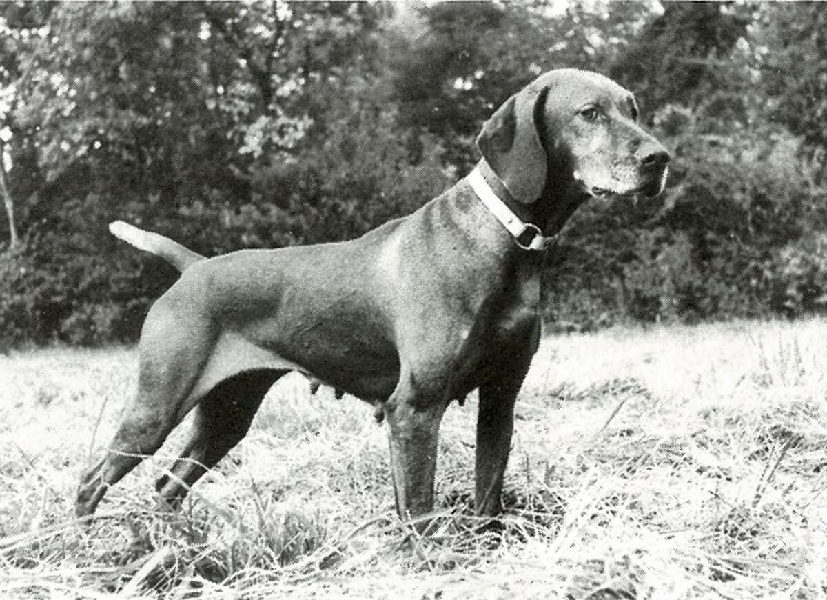 Image of Piper's Sippican Gold Rush