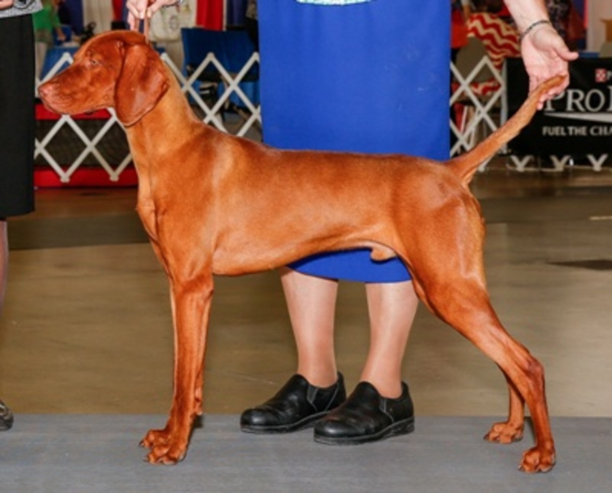 Image of Solaris N' Illusion Red River